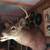 8 point buck 2 thumbnail