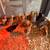 Chicks 1 thumbnail