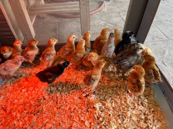 Chicks 1