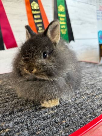 Netherland dwarf rabbits (Bellingham)63613582694787123
