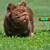 Smokey bear newshade rojo n tan big rope fluffy 1 thumbnail