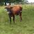 Cheap cows 5 thumbnail