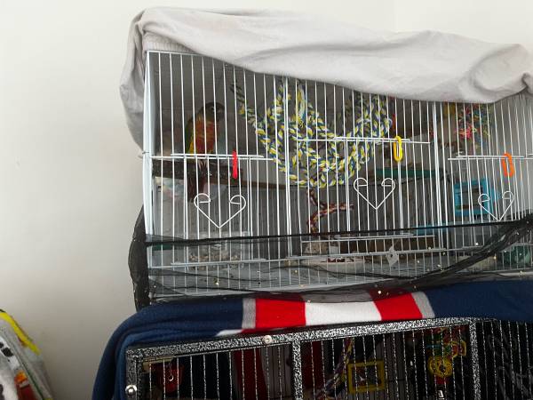 Conure (Hollywood)63685533026561121