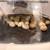 Button quail 6 thumbnail