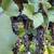 Grapes, two different varieties 8 thumbnail