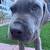 Baby Cane Corso 2 months 4 thumbnail