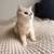 Scottish Fold 2 thumbnail