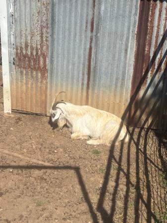 Goat for hay 1