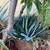 Drought tolerant plant 3 thumbnail