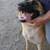 Belgian Shepherd Dog Fee $200 OBO 5 thumbnail