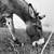 Jerusalem donkeys 4 thumbnail