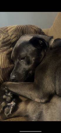 3 year old pitty (Lafayette)63680163165953124