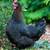 Americana and Olive Egger ROOSTERS Chickens 1 thumbnail
