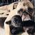 Pug puppies 16 thumbnail