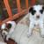 Maltese Shih tzu 5 thumbnail