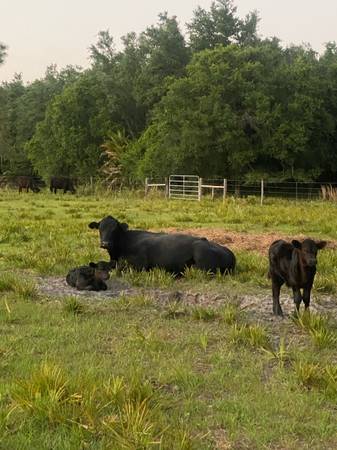 Cattle for sale 1