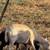 Sheep 5 thumbnail