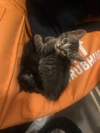 Free kittens 1