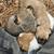 Puppys 4 thumbnail