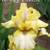 Iris rhizomes available on SATURDAY 11 thumbnail