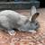 New Zealand rabbit 12 weeks old 4 thumbnail