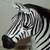 ZEBRA Decoration Black White Mantle Self Standing Vintage 2013 5 thumbnail