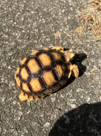 Sulcata Tortise (North Royalton)63686622676737120