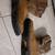 Ariat 3 thumbnail