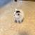 3 white kittens 2 thumbnail