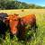 Highland Cross Heifer & Bull Yearling w/ Nofence Collars 1 thumbnail