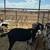 Goat Milk 2 thumbnail