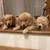 A new best friend Golden retriever full of love 4 thumbnail