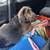 Full blooded Greyhound 5 thumbnail