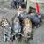 Berkshire cross feeder pigs 2 thumbnail