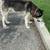 Dog rescue 3 thumbnail
