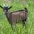 Oberhaasli/Sable Goat buck kid 1 thumbnail