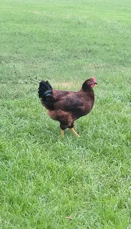 Chickens RIR Laying hens (Jermyn)63852007296131123