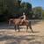 Beginner Safe, Bombproof Clydesdale Horse for Sale 13 thumbnail