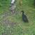 6 ducks 1 thumbnail