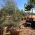 FRUITLESS OLIVE TREES 16 thumbnail
