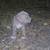 Pitbull xl rednose fawn puppies 3 thumbnail