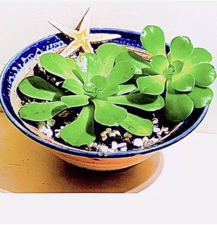Aeonium in a Round Decorative Planter w/ Starfish 1