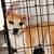 Adorable Puppy 2 thumbnail