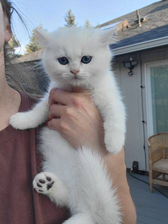 British shorthair boy63688899122945120