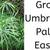 Cyperus Umbrella Houseplant plant indoor outdoor 4 thumbnail