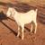 Nubian/Saanen cross buck kids 3 thumbnail