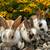 Mini Rex Rabbits 1 thumbnail