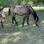 Registered Buckskins 6 thumbnail