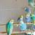 Rainbow Budgies For Sale 4 thumbnail