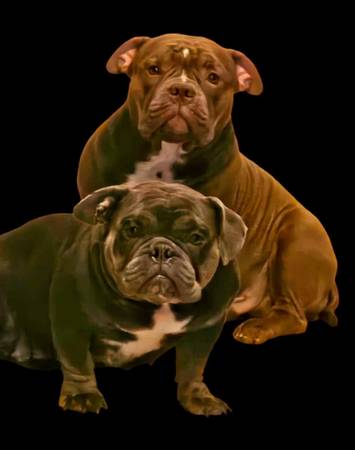 Exótico nano bully (manantiales desérticos)63686534318595121